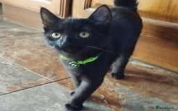 Mixed Breed cats for sale: Mircochipped male kittens  - Image 3
