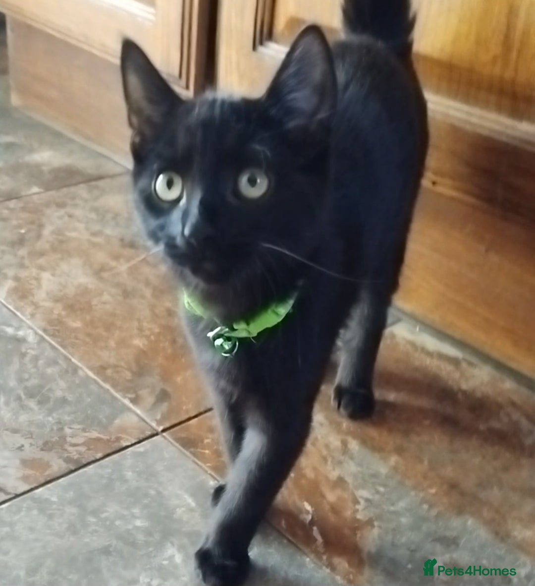 Mixed Breed cats for sale: Mircochipped male kittens  - Image 3
