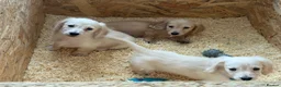 Miniature Dachshund dogs for sale: LAST ONE Long coat Cream miniature dachshund - Advert 23