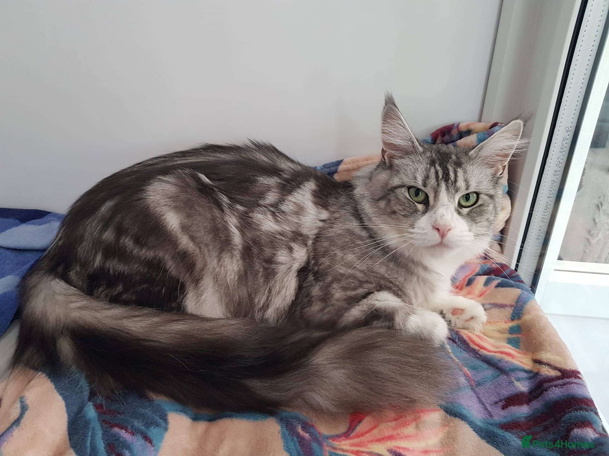 Maine Coon cats ✨ Retired Queen Looking for Her Forever Throne 👑 - Advert 1