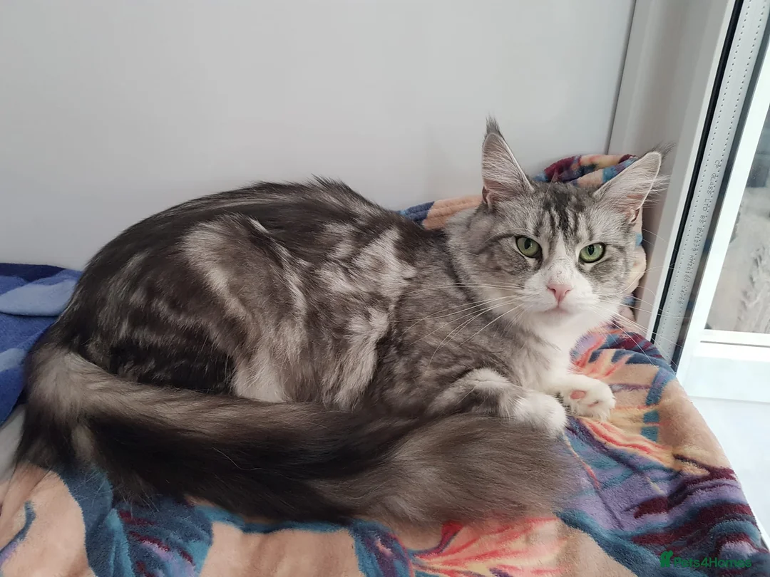 Maine Coon cats for sale: ✨ Retired Queen Looking for Her Forever Throne 👑 - Advert 1