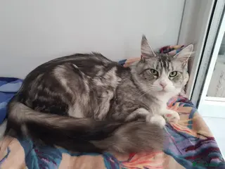 Maine Coon cats ✨ Retired Queen Looking for Her Forever Throne 👑 - Advert 2