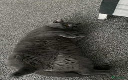 British Shorthair cats for sale: British short hair for sale  - Image 4