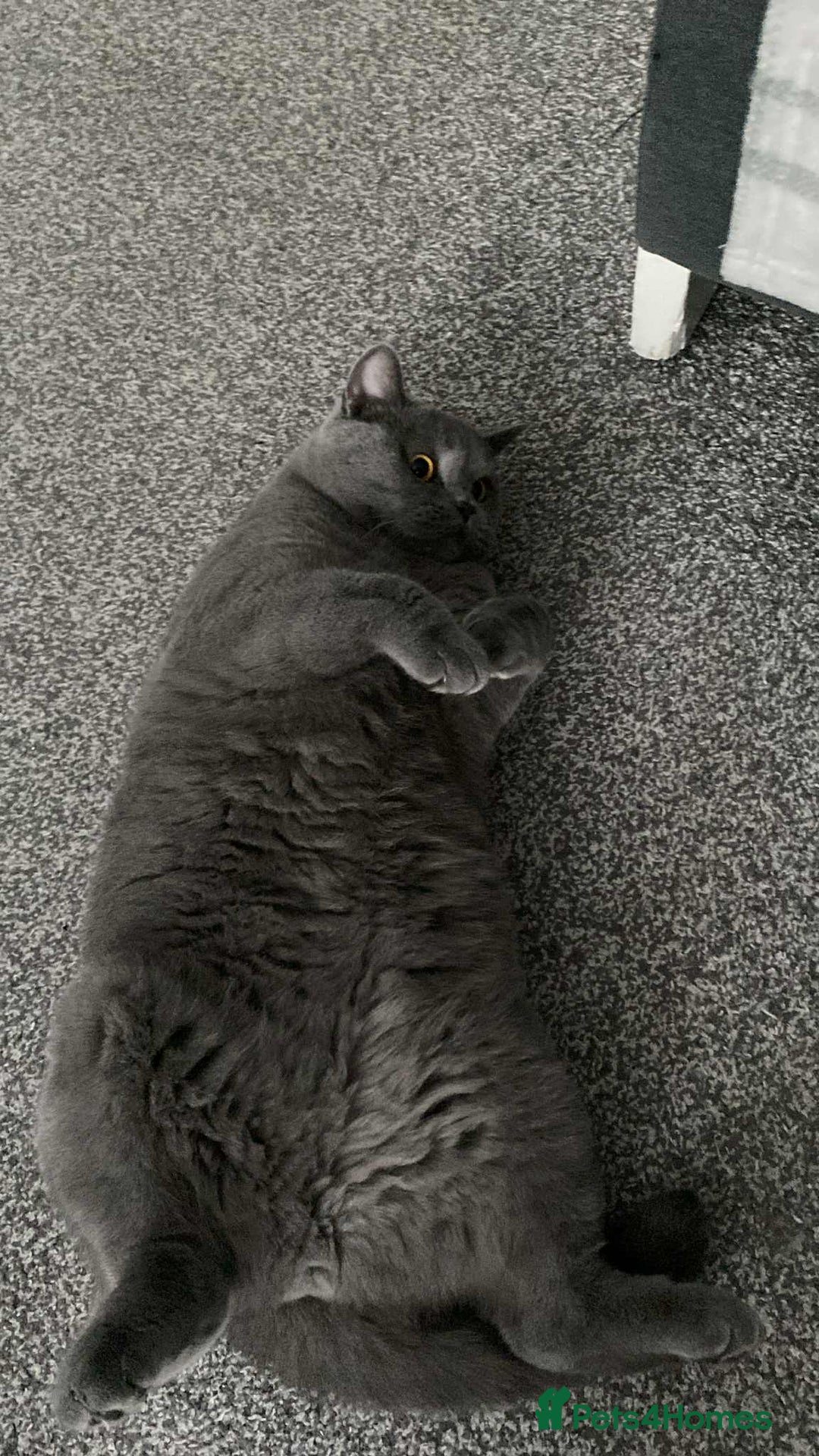 British Shorthair cats for sale: British short hair for sale  - Image 4