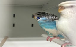 Budgerigars birds for sale: Beautiful baby budgies  - Image 3