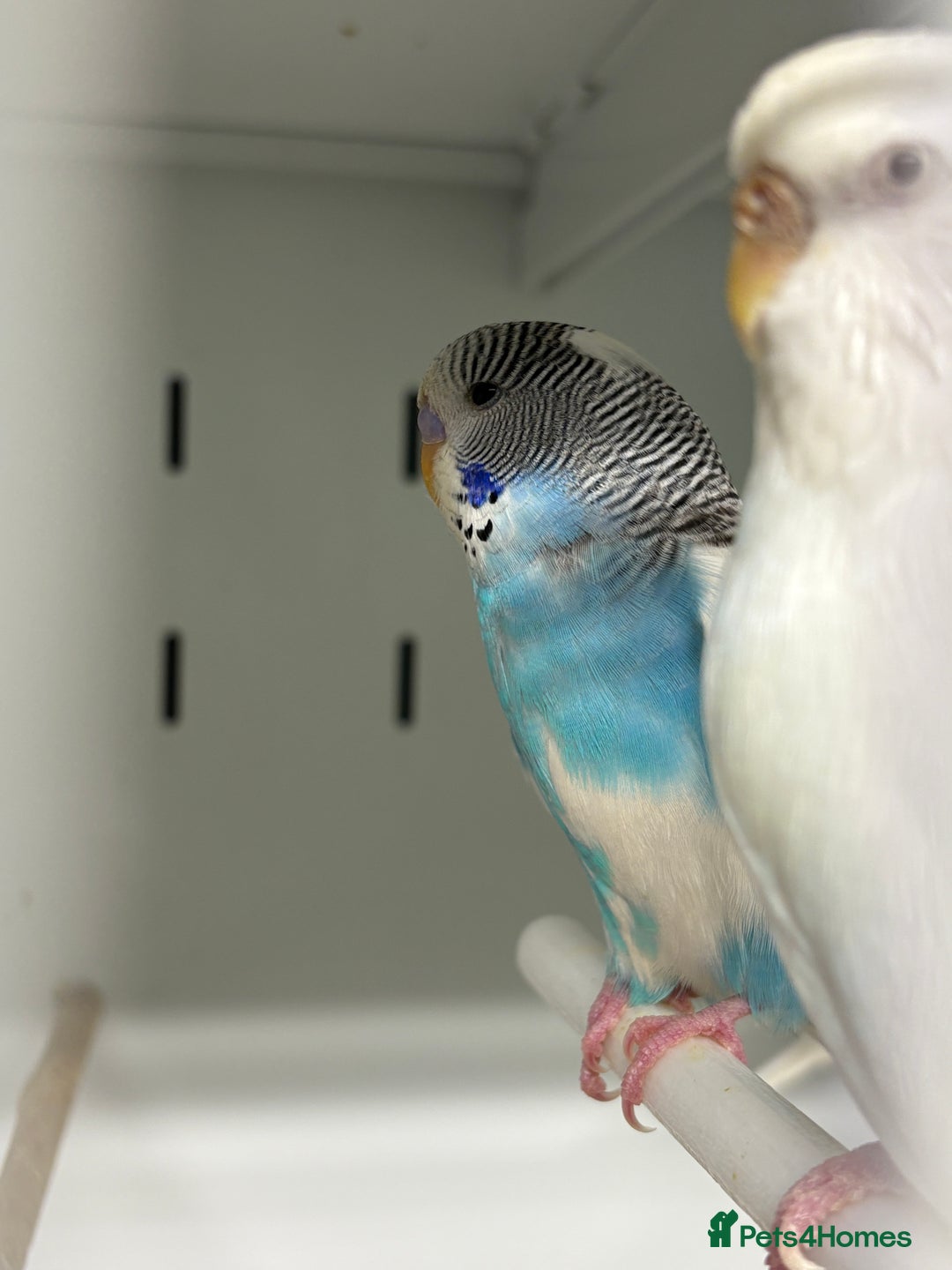 Budgerigars birds for sale: Beautiful baby budgies  - Image 3