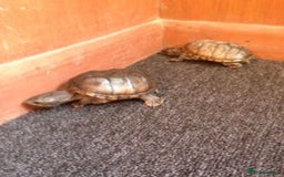Turtle reptiles for sale: Musk turtles - Image 5