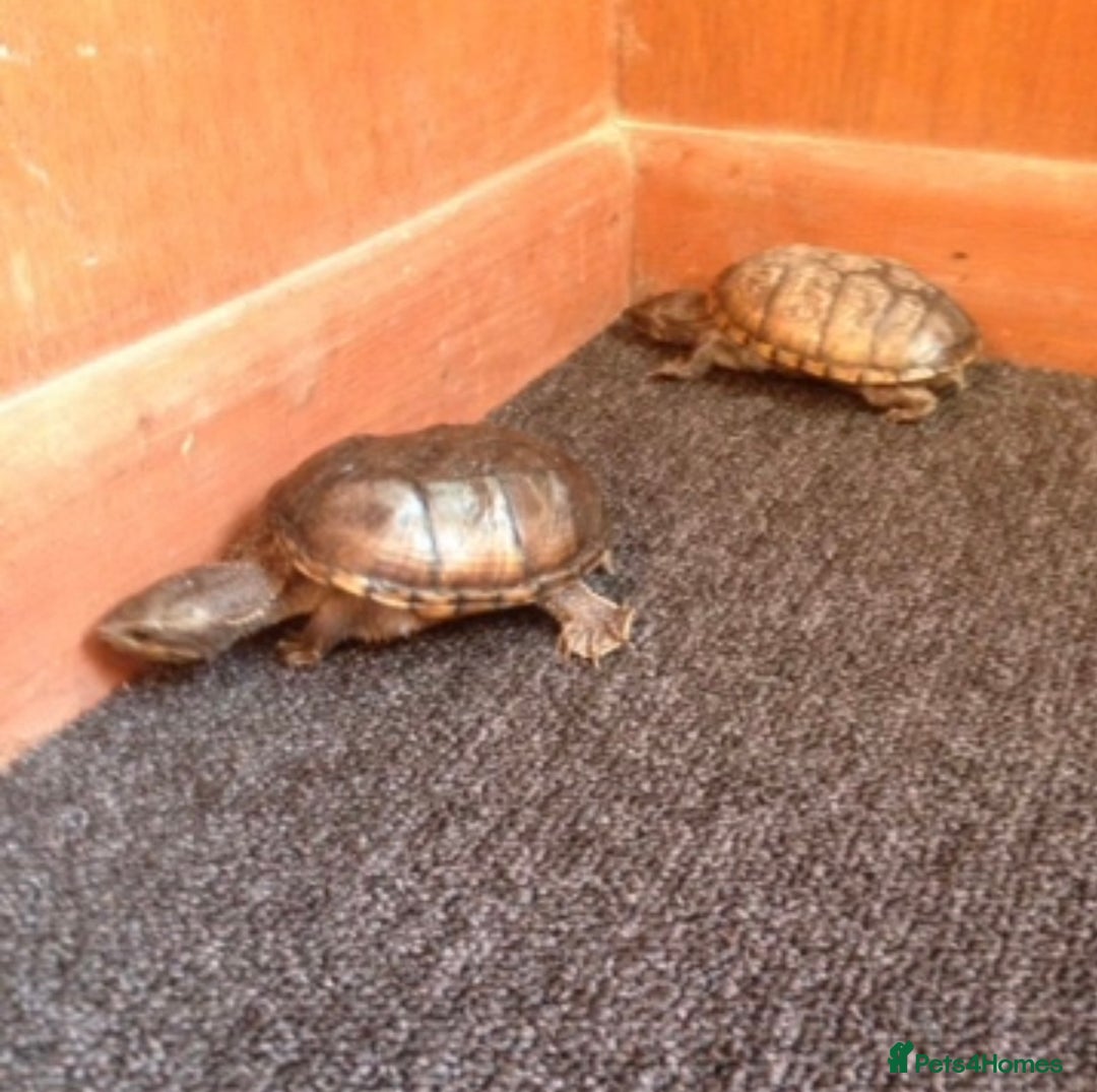 Turtle reptiles for sale: Musk turtles - Image 5