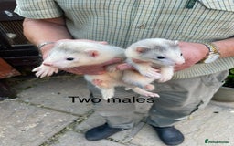 Ferret rodents for sale: Greyhound Ferret Kits - Image 4