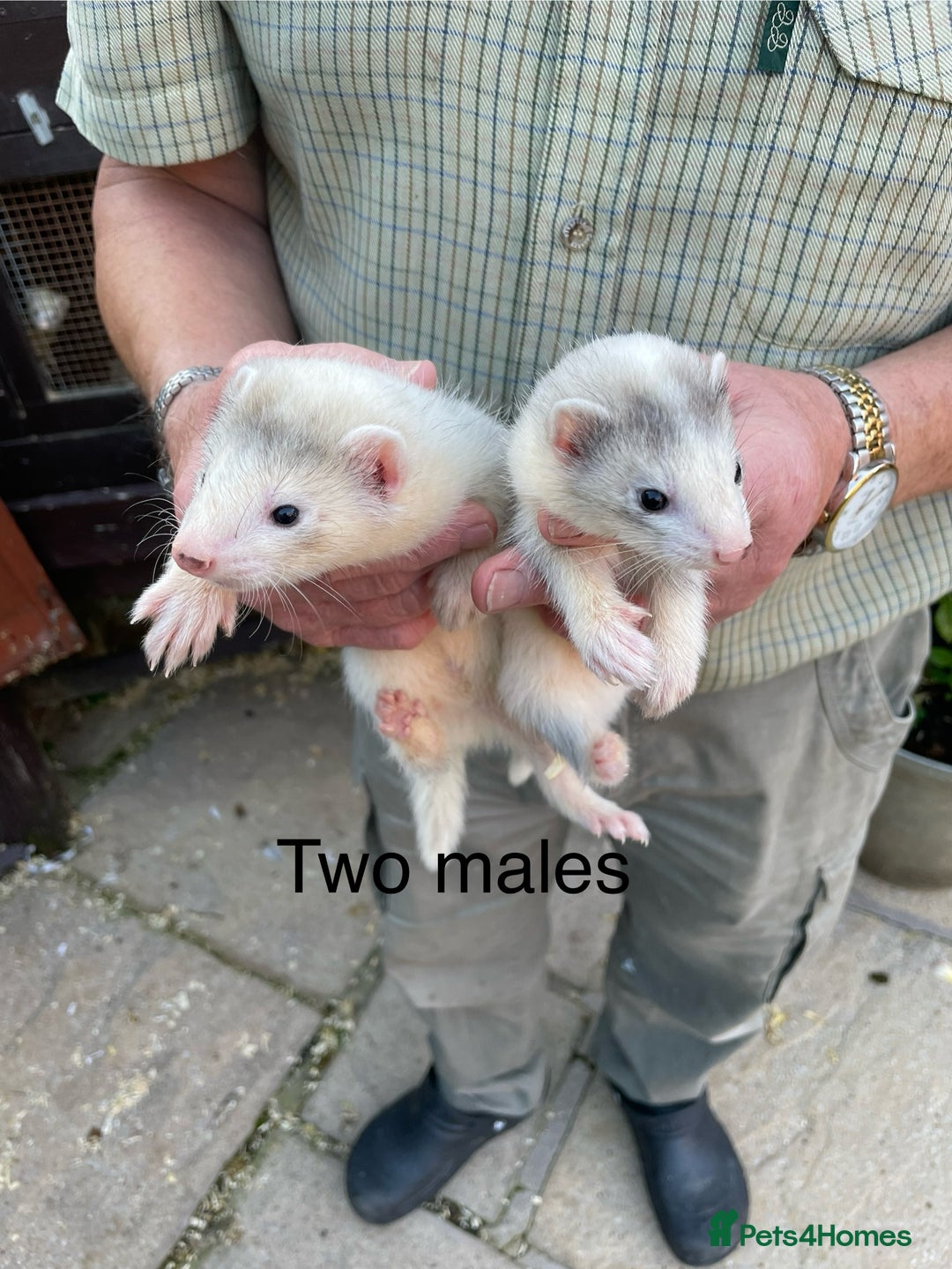 Ferret rodents for sale: Greyhound Ferret Kits - Image 4