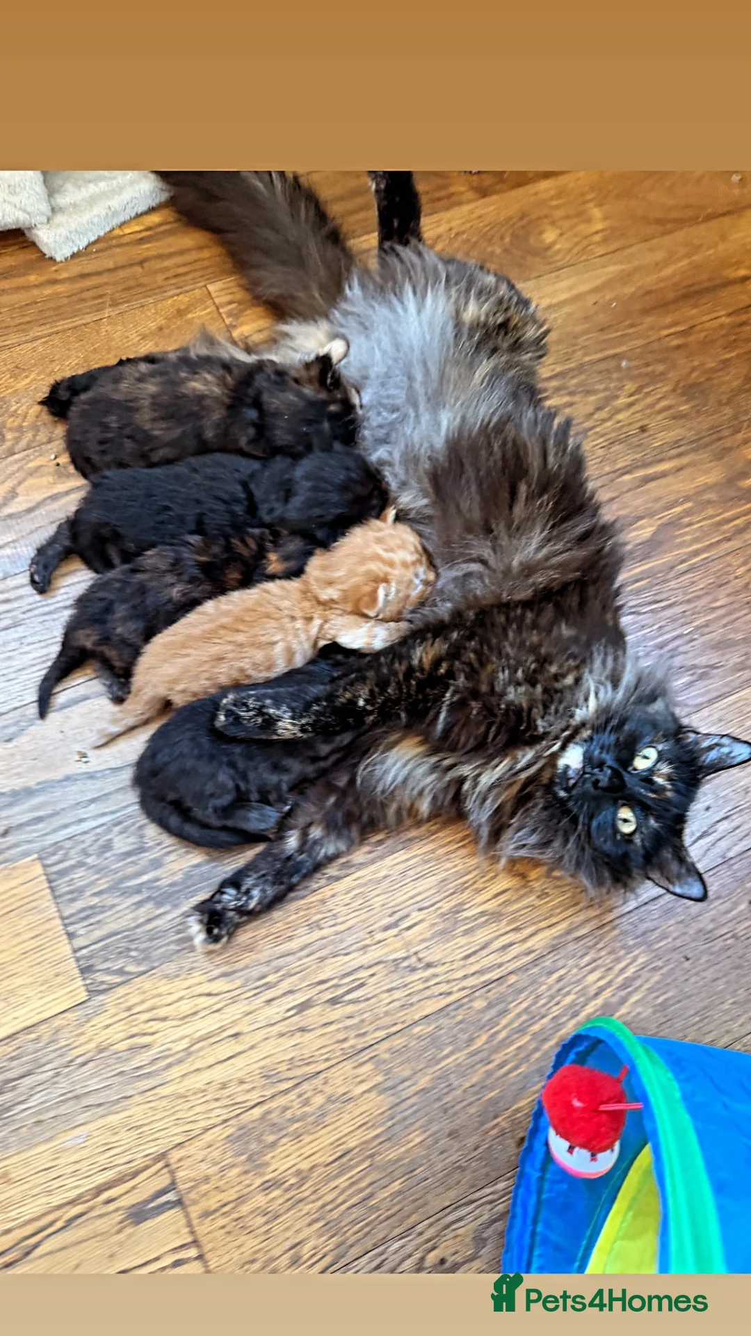 Mixed Breed cats for sale: Kittens for sale in Watchet - Advert 6