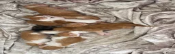 Mixed Breed cats for sale: Beautiful litter kittens (NOT READY YET )  - Advert 3