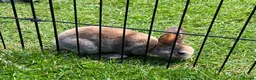 Rex rabbits for sale: Mini Rex  - Advert 6