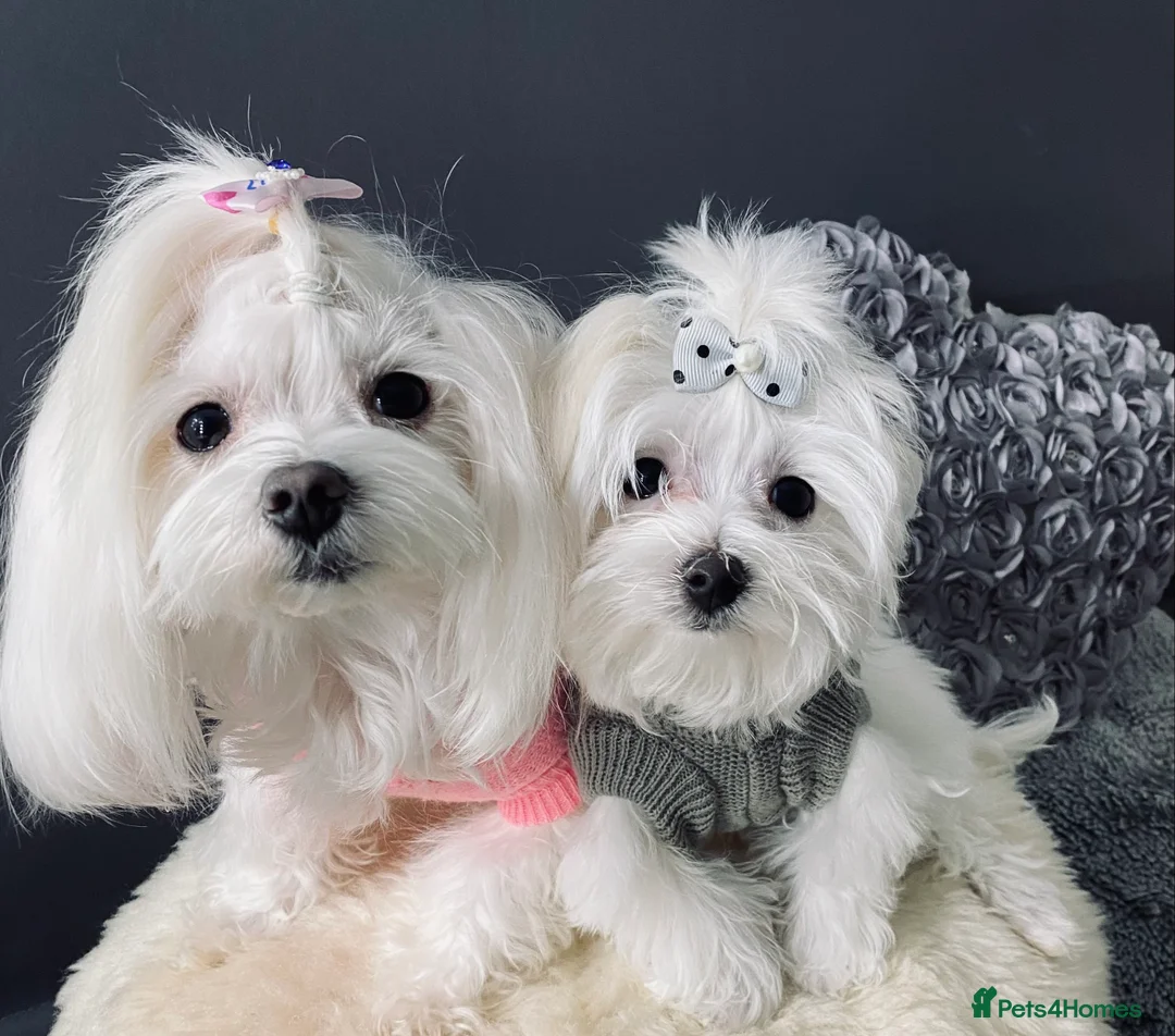 Maltese dogs for sale: ✨ Outstanding KC korean Maltese Puppies ✨ - Advert 14