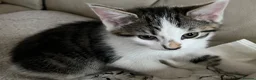 Mixed Breed cats for sale: 6 kittens for sale  - Advert 4