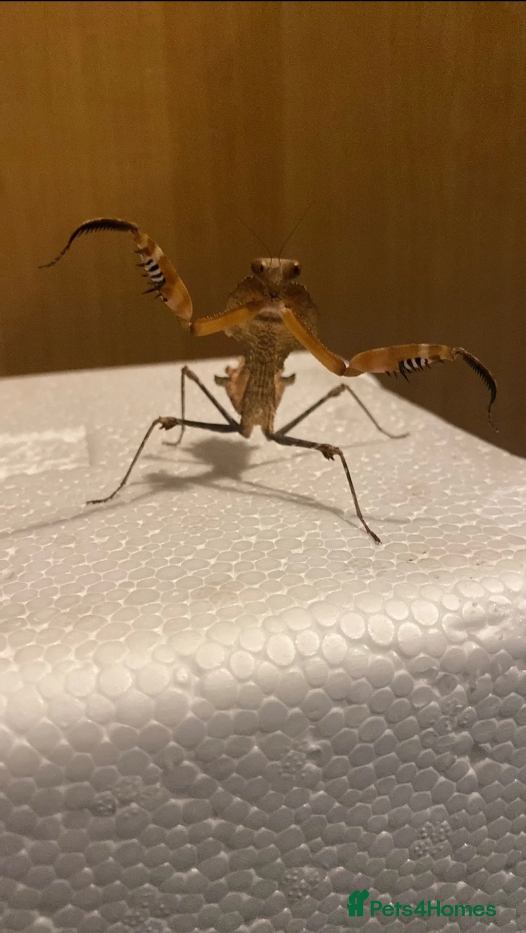Mixed Breed invertebrates for sale: Mantis/stick isnects and eggs , snails, millipedes - Advert 7