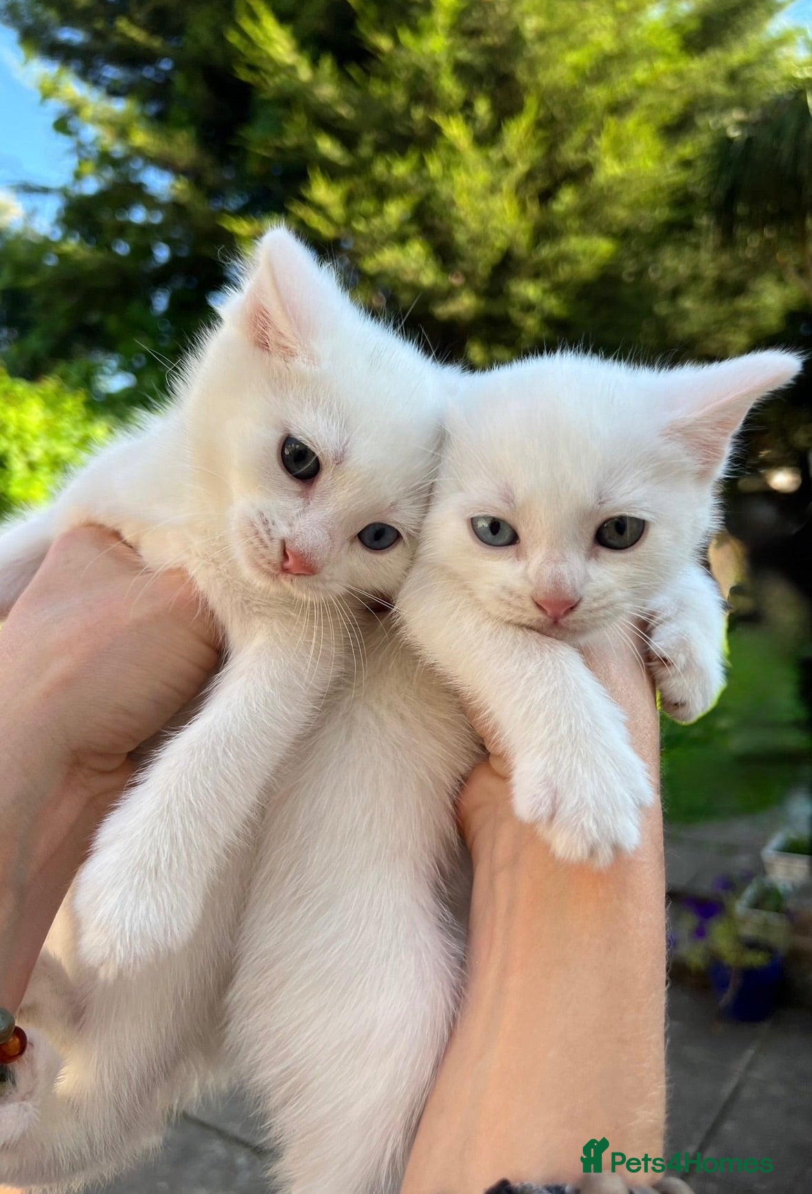 Turkish Angora cats 😻  Turkish Angora X Kittens - Advert 1