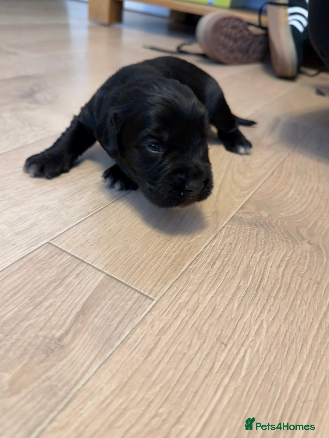 Sprollie dogs for sale: 6 Male Sprollies For Sale - Advert 3