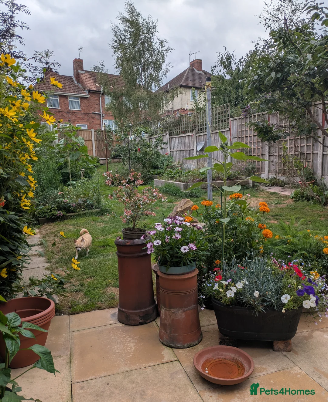 Chihuahua dogs for sale: Sweet Companion KC chihuahua - Advert 2