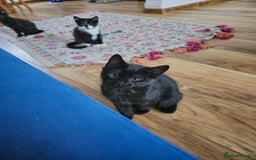 Mixed Breed cats for sale: 3 beautiful kittens for sale - Image 9