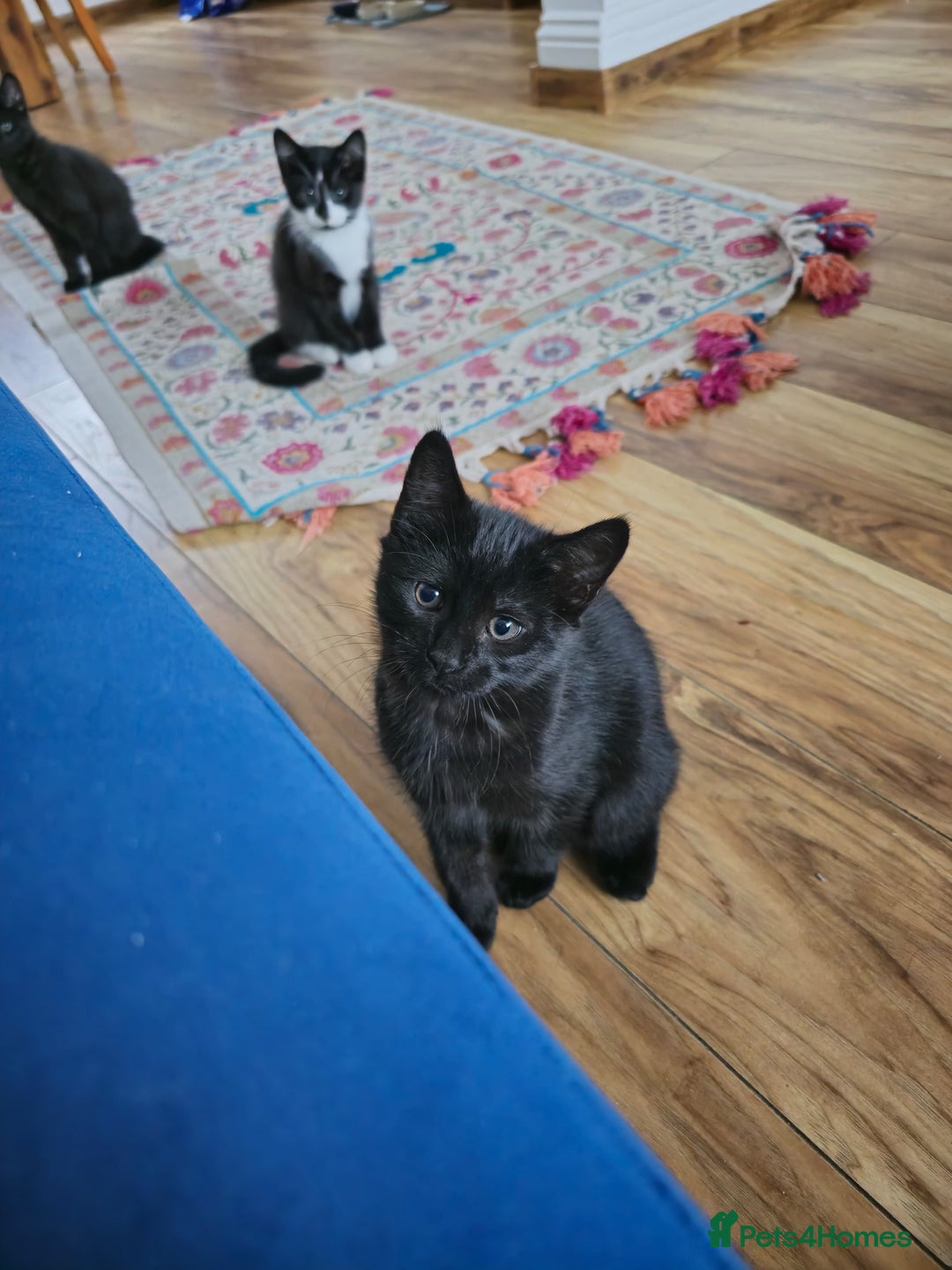 Mixed Breed cats for sale: 3 beautiful kittens for sale - Image 9