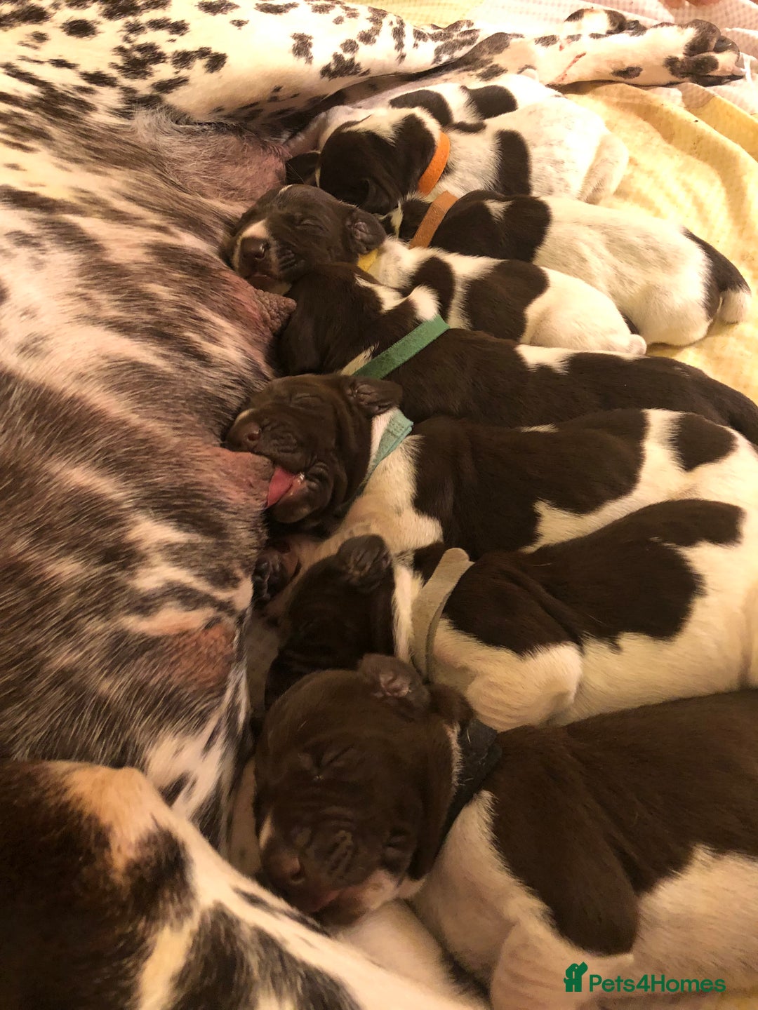 German Shorthaired Pointer dogs for sale: ALL RESERVED  - Advert 4