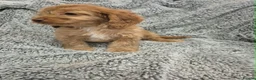 Cavapoo dogs for sale: Last 2 F1 Cavapoo boys. Ready now - Advert 12