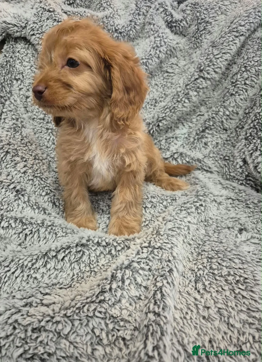Cavapoo dogs for sale: Last 2 F1 Cavapoo boys. Ready now - Advert 12