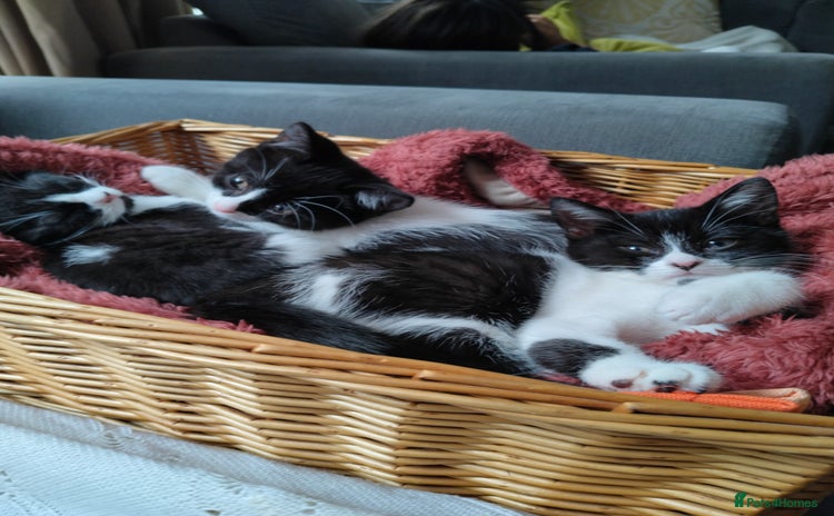 Mixed Breed cats - Advert 13