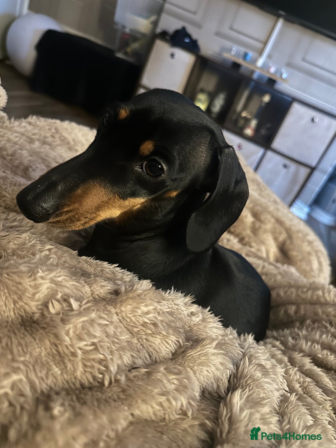 Miniature Dachshund dogs for sale: Mini dachshund for rehome - Advert 7