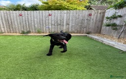 Labrador Retriever dogs for adoption: BEN IS A HANDSOME 7MTH OLD LABRADOR - Image 8