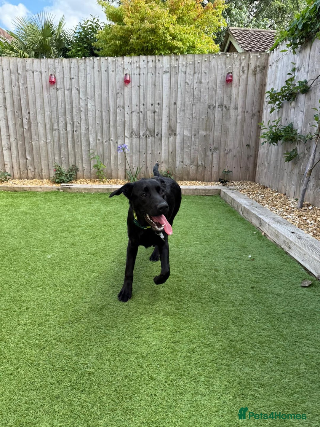 Labrador Retriever dogs for adoption: BEN IS A HANDSOME 7MTH OLD LABRADOR - Image 8