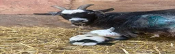 Goats livestock for sale: 4 Pedigree registered Pygmy goats  - Advert 5