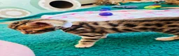 Bengal cats for sale: Amazing Bengal Kittens for sale  - Advert 26