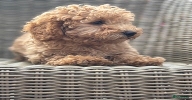 Mixed Breed dogs - Advert 15