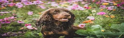 Cocker Spaniel dogs for sale: Chocolate and Tan cocker spaniel dog pup  - Advert 7