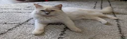 Ragdoll cats for stud: ❤️GCCF Registered❤️Lilac Point ragdoll   - Advert 4