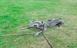Mixed Breed dogs for sale: 9 month old BFG mastiff cross Reeko 🥰 - Image 6