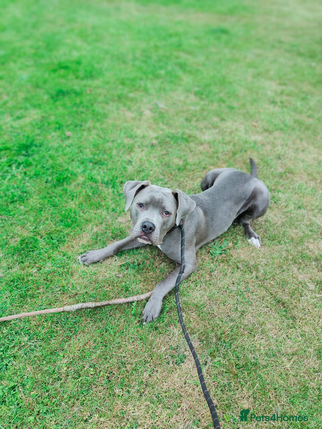 Mixed Breed dogs for sale: 9 month old BFG mastiff cross Reeko 🥰 - Image 6