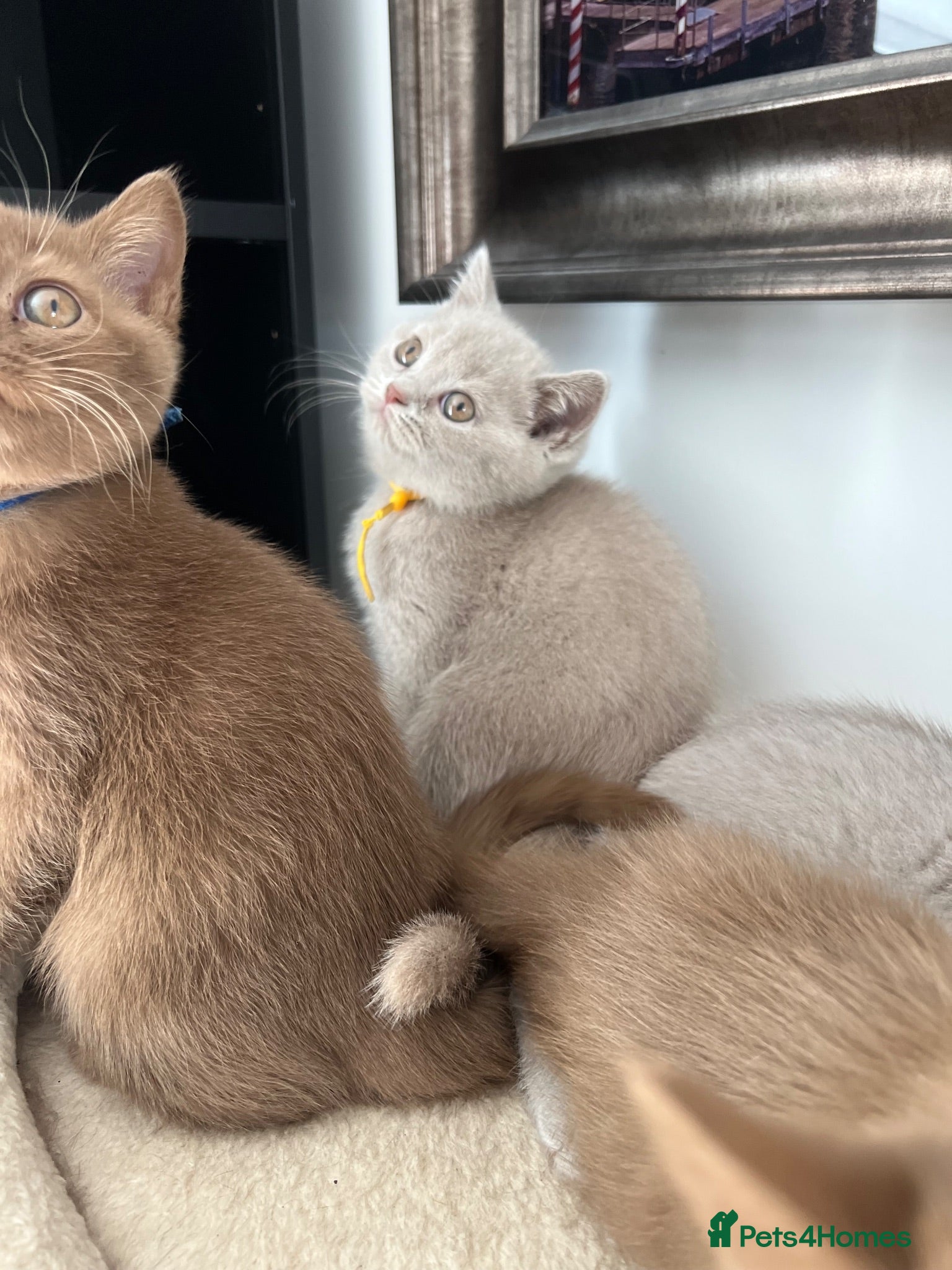 British Shorthair cats British Shorthair Kittens  - Advert 2