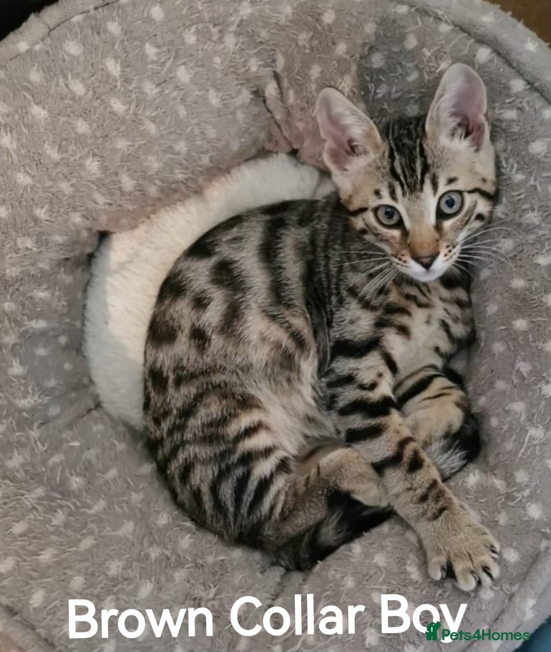 Bengal cats  Silver, Snow & brown Spotted Bengal Kittens - Advert 2
