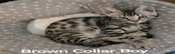Bengal cats for sale:  Silver, Snow & brown Spotted Bengal Kittens - Advert 16
