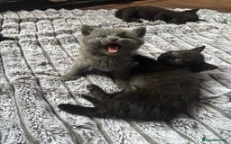 British Shorthair cats for sale: 5 British shorthair kittens  - Image 10