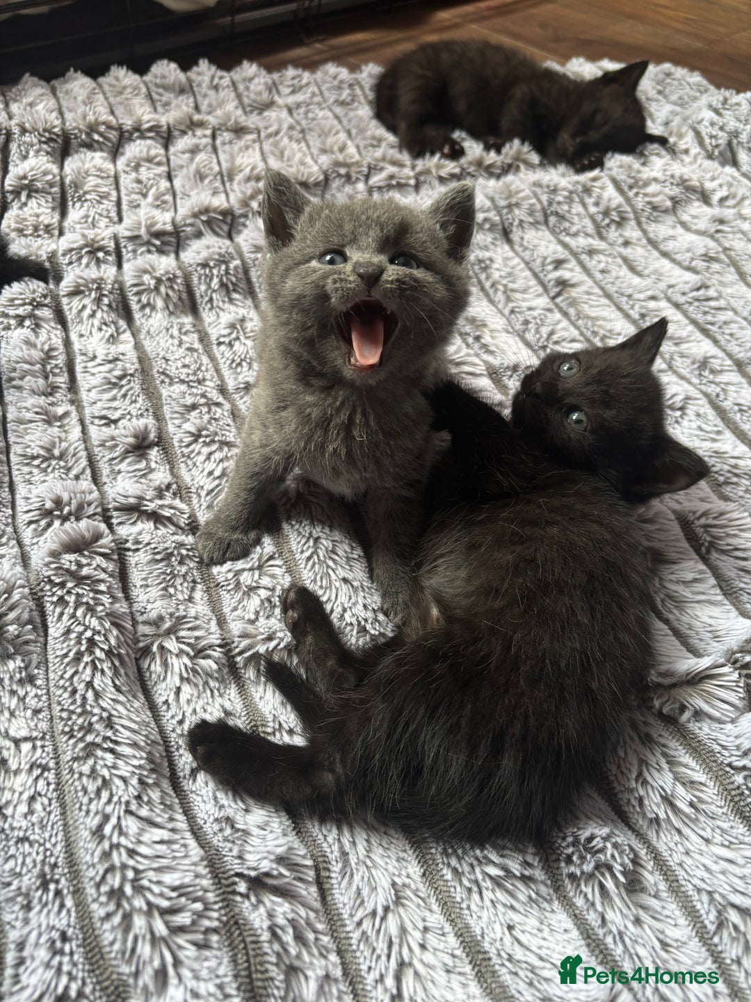 British Shorthair cats for sale: 5 British shorthair kittens  - Image 10