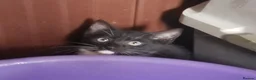 Mixed Breed cats for sale: Domestic Short Hair/Farm Kittens  - Advert 7