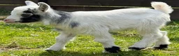 Goats livestock for sale: 2 x Pygmy wethers for sale  - Advert 2