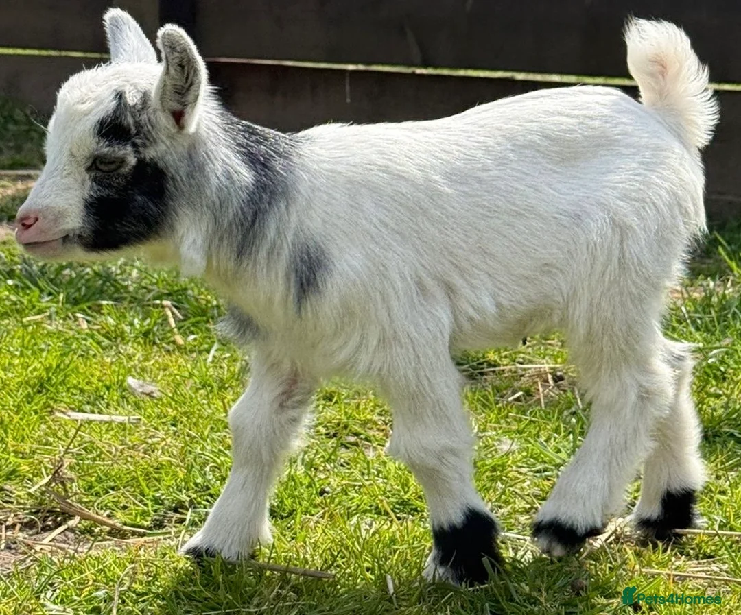 Goats livestock for sale: 2 x Pygmy wethers for sale  - Advert 2