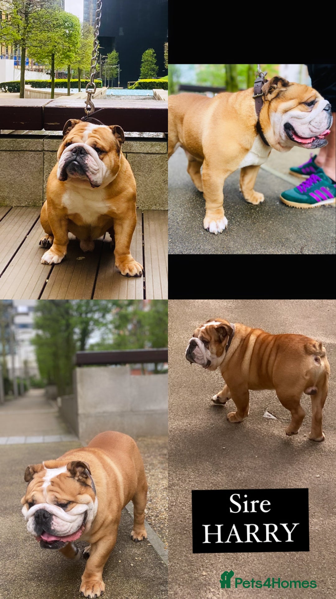 English Bulldog dogs for stud: Exceptional Ch Bloodline RICATORI ROMAN KING - Image 2