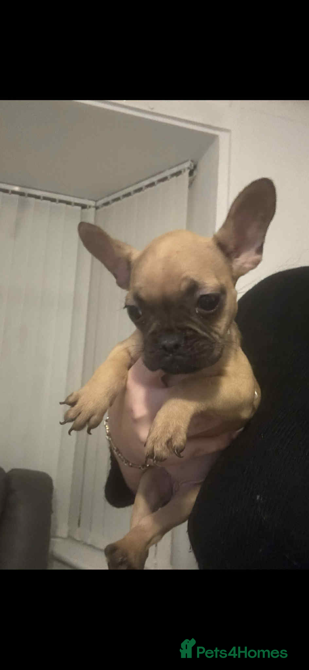 French Bulldog dogs for sale: french bulldog puppy’s  - Advert 6