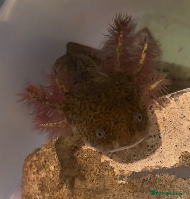 Axolotl reptiles *** 3 LEFT! *** Baby axolotl for sale  - Advert 3